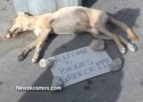 skilaki faliraki.jpg skilaki faliraki.jpg