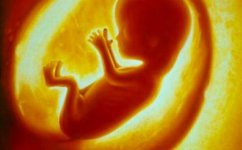 baby.jpg baby.jpg