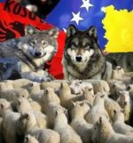 wolfshep.jpg wolfshep.jpg