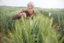 wheat_232x.jpg wheat_232x.jpg