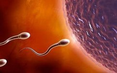 sperm.jpg sperm.jpg