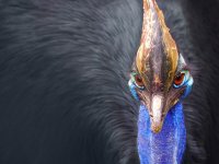 cassowary1.jpg