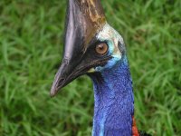 cassowary2.jpg