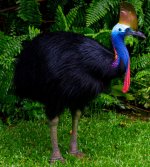 cassowary3.jpg