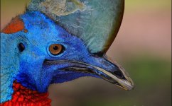 cassowary5.jpg