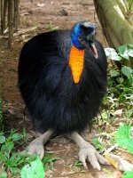 cassowary6.jpg