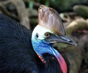 cassowary7.jpg