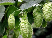 hops.jpg hops.jpg