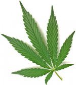marijuana.jpg marijuana.jpg