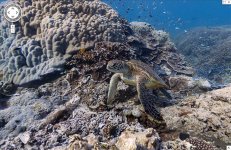 underwater-streetview.jpg