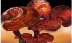 _______________________________________-_ganoderma_lucidum.jpg