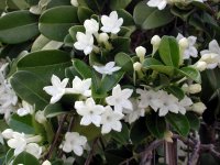 stephanotis.jpg