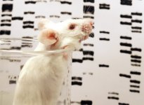 mouse-dna.jpg mouse-dna.jpg