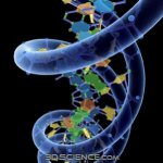 3d_model_DNA_w_phosphate_1.jpg 3d_model_DNA_w_phosphate_1.jpg