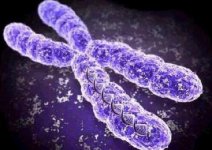 DNA xromosoma1.jpg