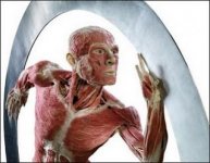 bodyworlds_waveroller.jpg bodyworlds_waveroller.jpg