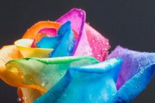 rainbow-rose-4.jpg rainbow-rose-4.jpg