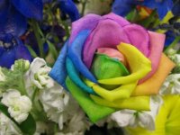 rainbow-rose-2.jpg rainbow-rose-2.jpg