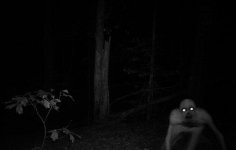 forest.jpg forest.jpg