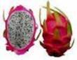 Dragon fruit.jpg Dragon fruit.jpg