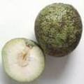 Breadfruit.jpg Breadfruit.jpg