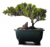 bonsai.jpg bonsai.jpg