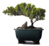 bonsai.jpg