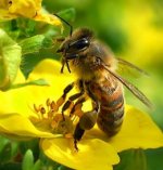 bee.jpg bee.jpg