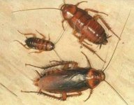 cockroach.jpg cockroach.jpg