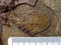 Darwinopterus Egg.jpg Darwinopterus Egg.jpg