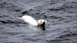 polarbear.jpg polarbear.jpg