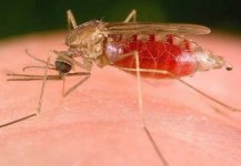 mosquito.jpg mosquito.jpg