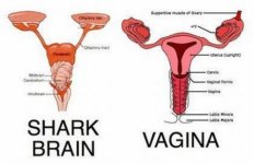 woman_shark2.jpg