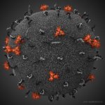 human-immunodeficiency-virus-HIV-1.jpg human-immunodeficiency-virus-HIV-1.jpg