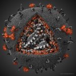 human-immunodeficiency-virus-HIV-3.jpg human-immunodeficiency-virus-HIV-3.jpg