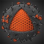 human-immunodeficiency-virus.jpg human-immunodeficiency-virus.jpg