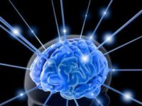 brain.jpg brain.jpg