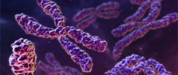 chromosome.jpg chromosome.jpg