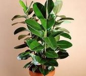 ficus-elastica.jpg