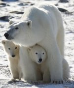 Πολική Αρκούδα.jpg