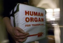 humanorgan.jpg humanorgan.jpg