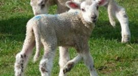 sheep-5-legs.jpg sheep-5-legs.jpg