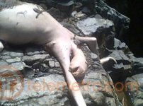 panama-creature-3.jpg panama-creature-3.jpg