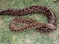 pythonas.jpg pythonas.jpg