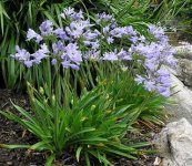 agapanthus-baby_pete.jpg