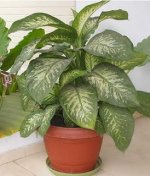 Dieffenbachia[1].jpg