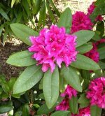 rhododendron.jpg