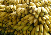 bananas2.jpg bananas2.jpg